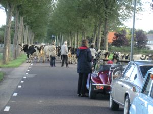 Viele Kühe sperrten die Strasse