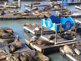 Die Seelöwen auf Pier39