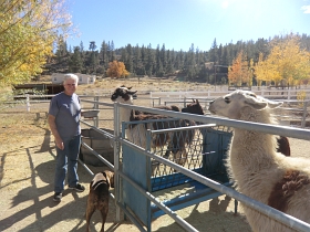 Seine Frau züchtet Lamas und Alpakkas