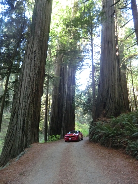 Redwood Forest
